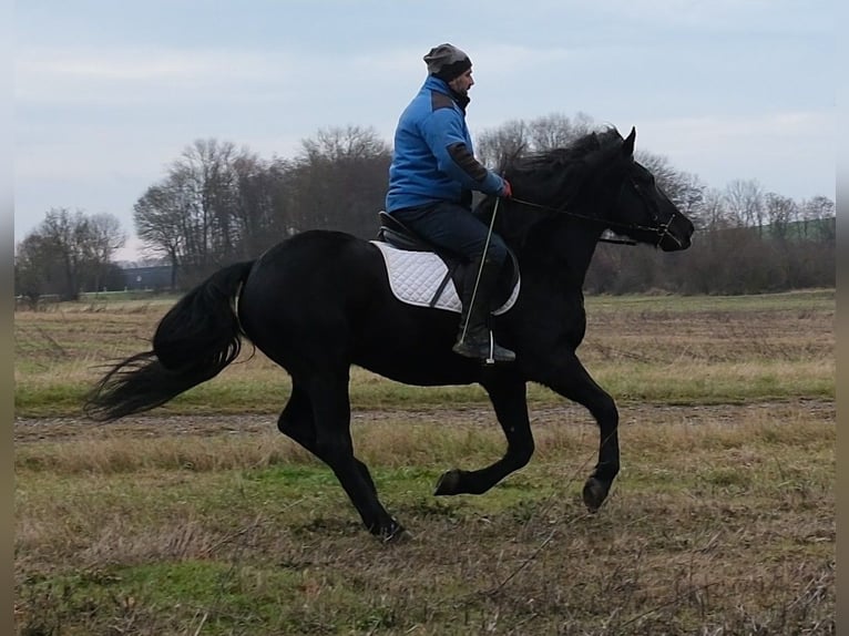 Frisones Mestizo Caballo castrado 8 años 152 cm Negro in Buttst&#xE4;dt