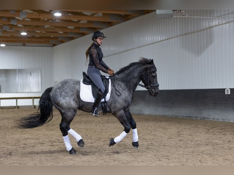 Frisones Mestizo Caballo castrado 8 años 152 cm Ruano azulado in Michigan City