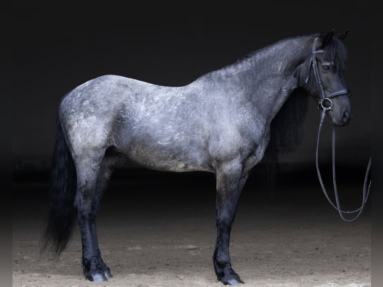 Frisones Mestizo Caballo castrado 8 años 152 cm Ruano azulado in Michigan City