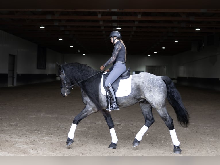 Frisones Mestizo Caballo castrado 8 años 152 cm Ruano azulado in Michigan City