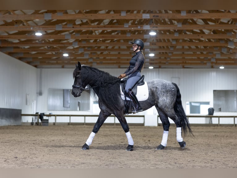 Frisones Mestizo Caballo castrado 8 años 152 cm Ruano azulado in Michigan City