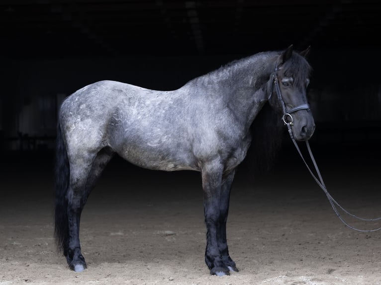 Frisones Mestizo Caballo castrado 8 años 152 cm Ruano azulado in Michigan City