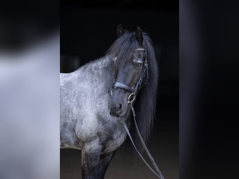 Frisones Mestizo Caballo castrado 8 años 152 cm Ruano azulado in Michigan City