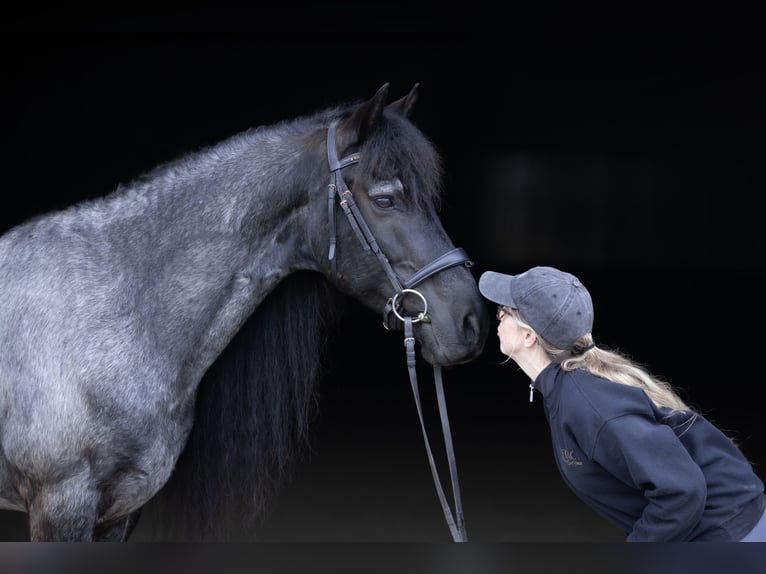 Frisones Mestizo Caballo castrado 8 años 152 cm Ruano azulado in Michigan City
