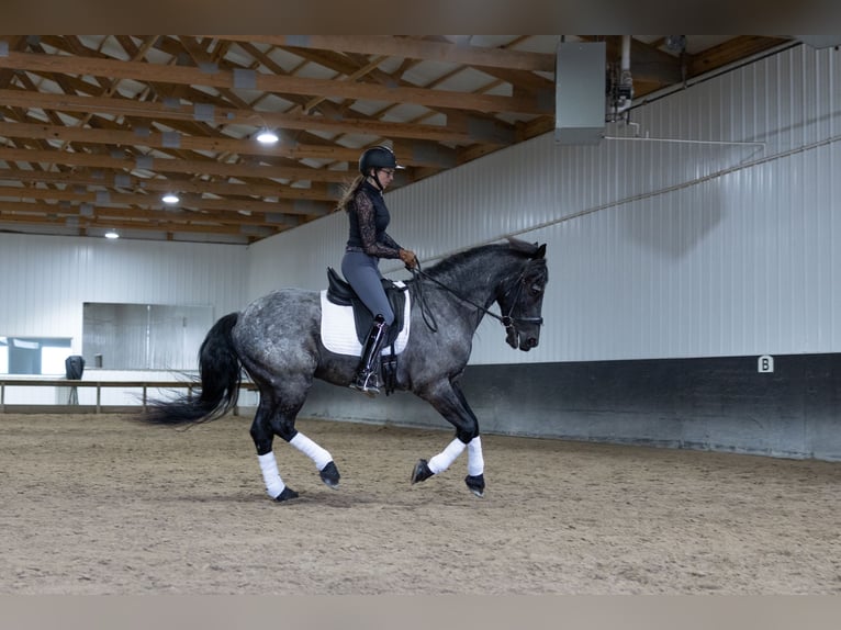 Frisones Mestizo Caballo castrado 8 años 152 cm Ruano azulado in Michigan City