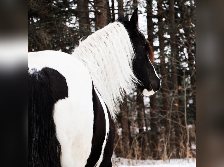 Frisones Mestizo Caballo castrado 8 años 155 cm Pío in Howell