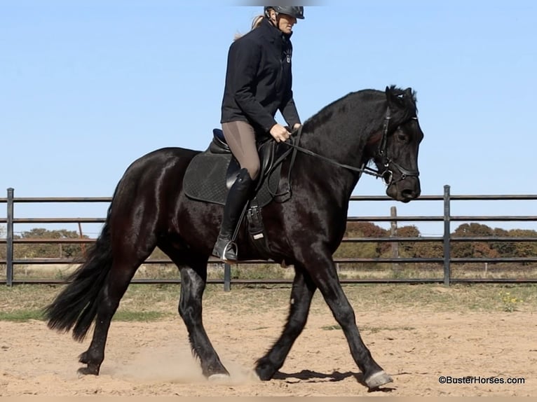 Frisones Caballo castrado 8 años 157 cm Negro in Weatherford TX