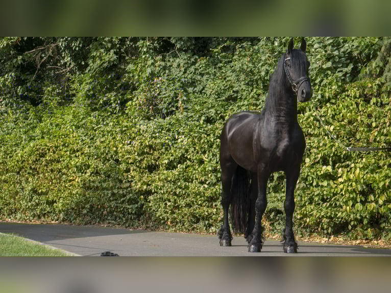 Frisones Caballo castrado 8 años 160 cm Negro in Berschweiler bei Kirn