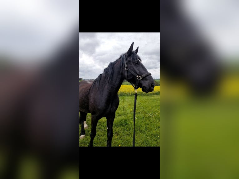 Frisones Mestizo Caballo castrado 8 años 160 cm Negro in Langelsheim