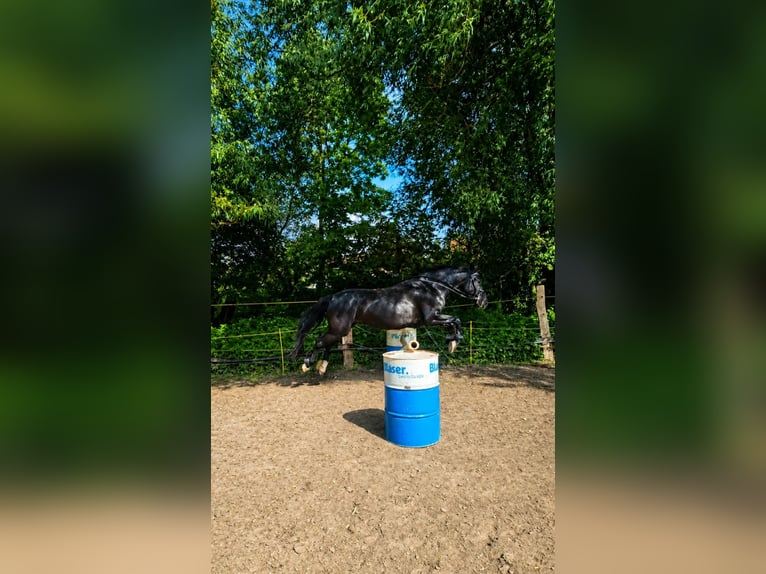 Frisones Mestizo Caballo castrado 8 años 160 cm Negro in Langelsheim