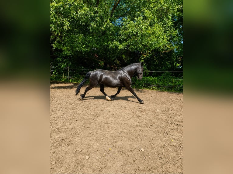 Frisones Mestizo Caballo castrado 8 años 160 cm Negro in Langelsheim