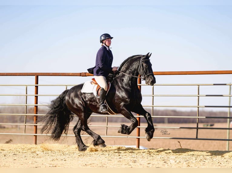 Frisones Caballo castrado 8 años 160 cm Negro in Independence
