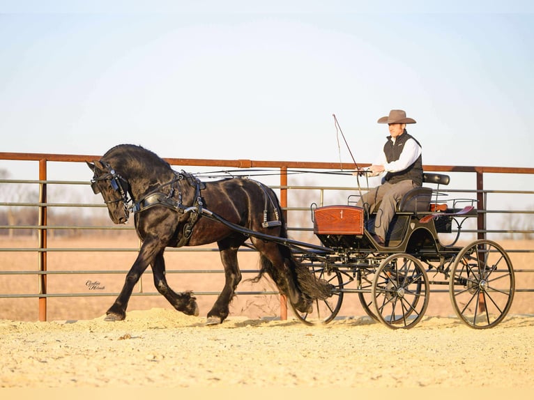 Frisones Caballo castrado 8 años 160 cm Negro in Independence