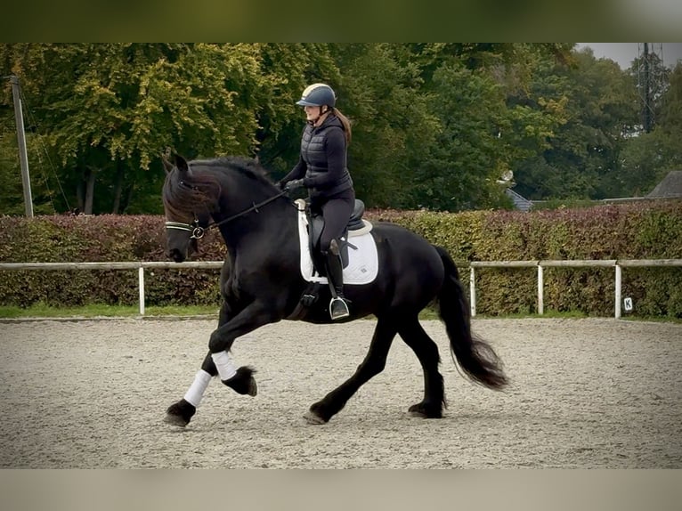 Frisones Caballo castrado 8 años 163 cm Negro in Neustadt (Wied)