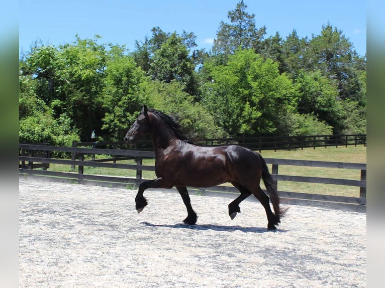 Frisones Caballo castrado 8 años 163 cm Negro in Scottsville AZ