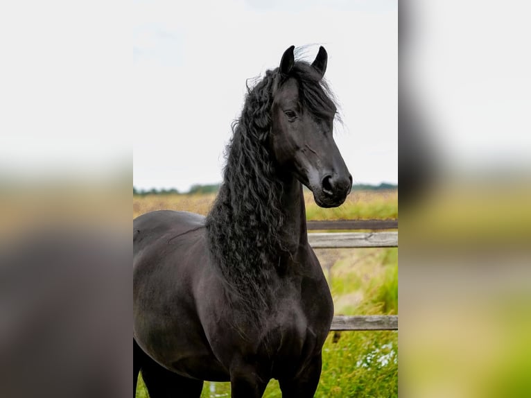 Frisones Caballo castrado 8 años 163 cm Negro in Scottsville AZ