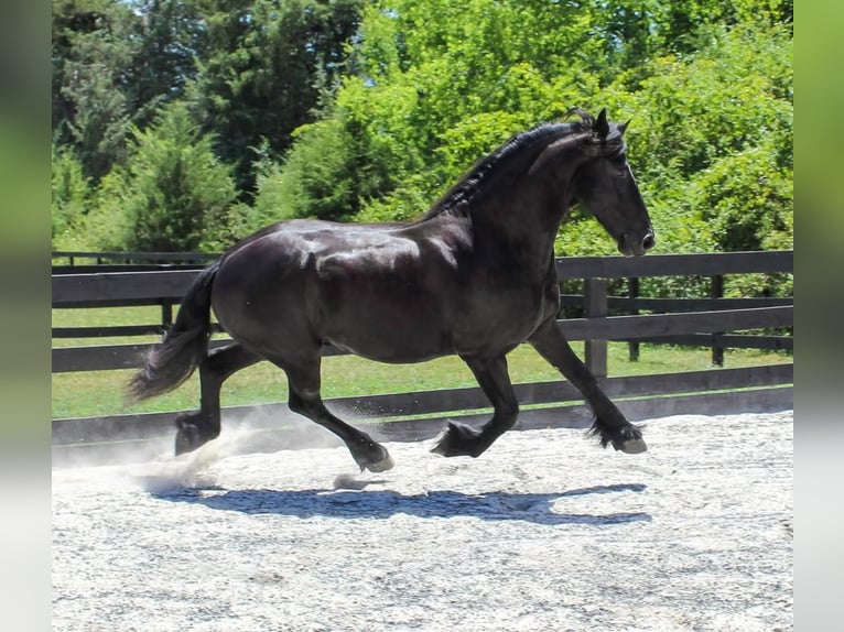 Frisones Caballo castrado 8 años 163 cm Negro in Scottsville AZ