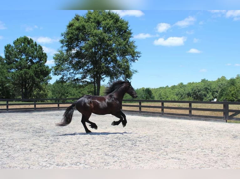 Frisones Caballo castrado 8 años 163 cm Negro in Scottsville AZ