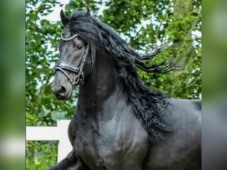 Frisones Caballo castrado 8 años 163 cm Negro in Scottsville AZ