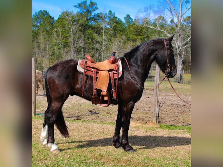 Frisones Caballo castrado 8 años 163 cm Negro in Kentwood LA