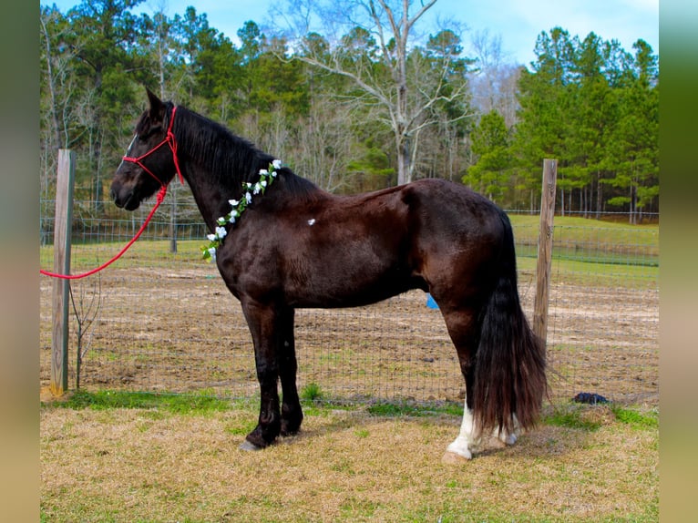 Frisones Caballo castrado 8 años 163 cm Negro in Kentwood LA