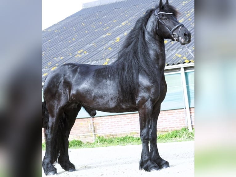 Frisones Caballo castrado 8 años 163 cm Negro in Orlando