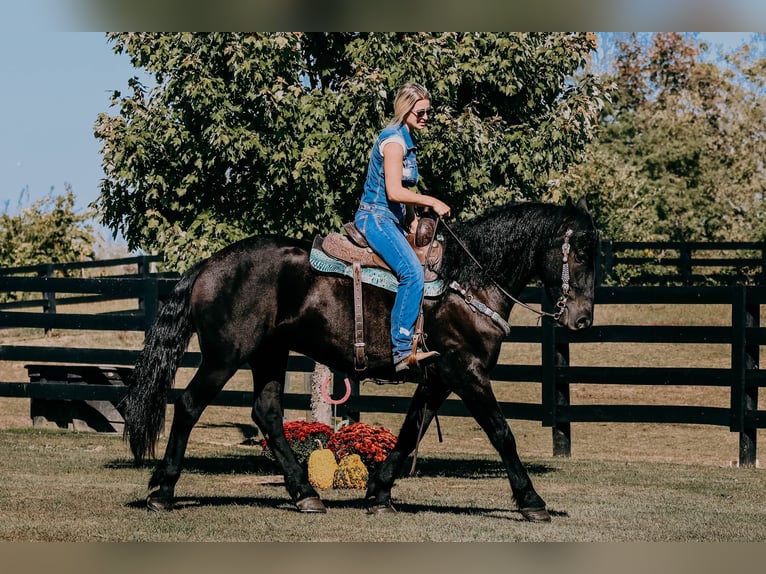 Frisones Caballo castrado 8 años 163 cm Negro in Hillsboro KY