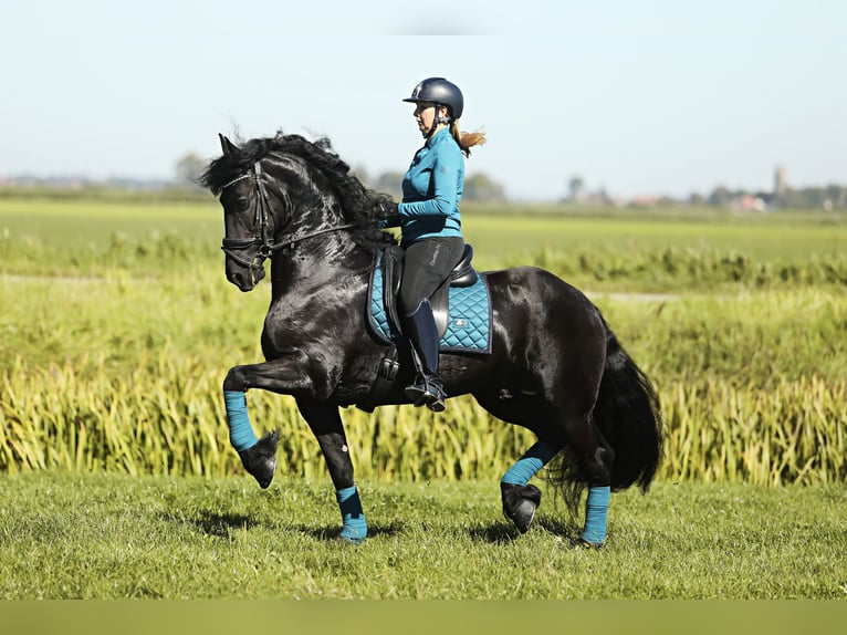 Frisones Caballo castrado 8 años 167 cm Negro in Britswert