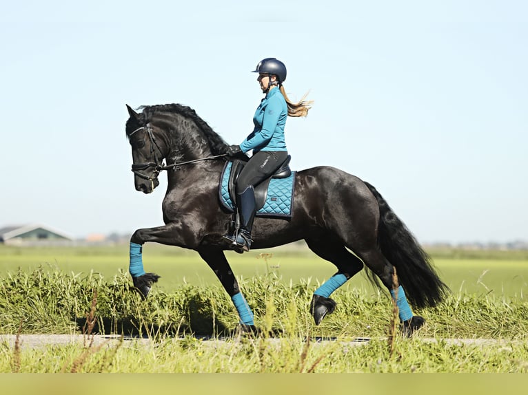 Frisones Caballo castrado 8 años 167 cm Negro in Britswert