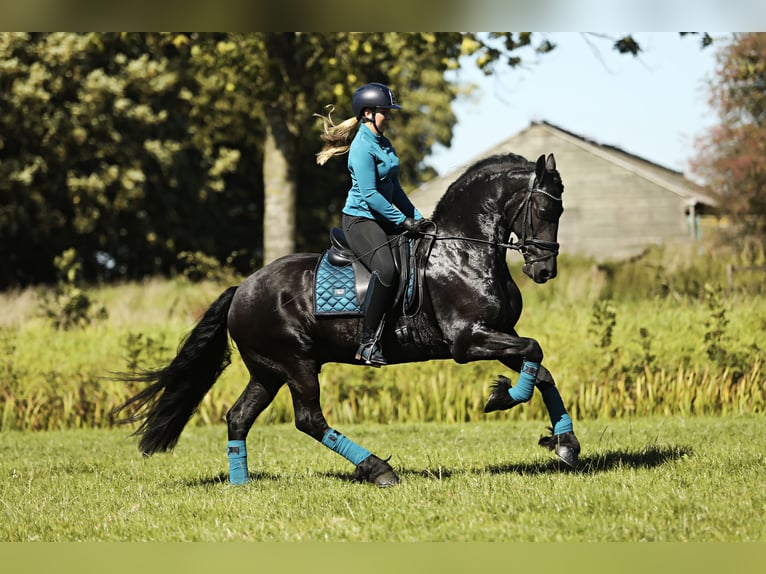 Frisones Caballo castrado 8 años 167 cm Negro in Britswert