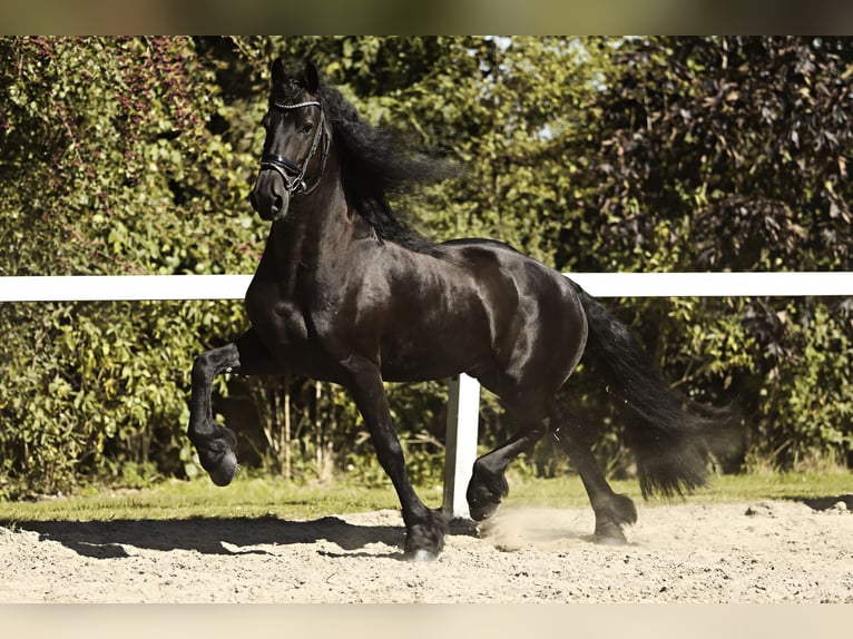 Frisones Caballo castrado 8 años 167 cm Negro in Britswert