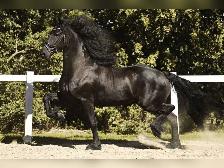 Frisones Caballo castrado 8 años 167 cm Negro in Britswert