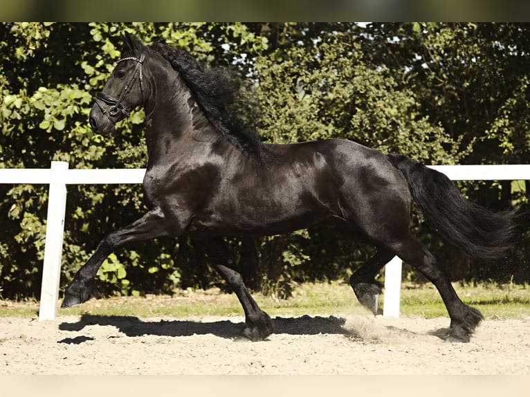 Frisones Caballo castrado 8 años 167 cm Negro in Britswert