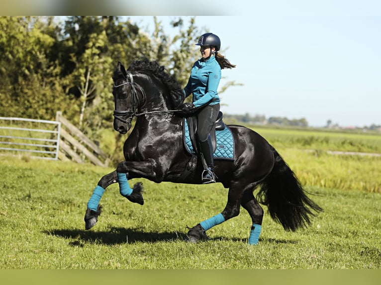 Frisones Caballo castrado 8 años 167 cm Negro in Britswert