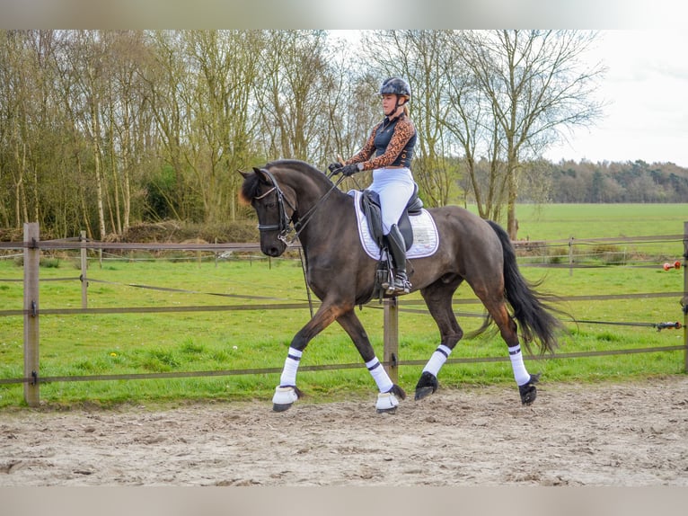 Frisones Caballo castrado 8 años 168 cm Negro in Ureterp