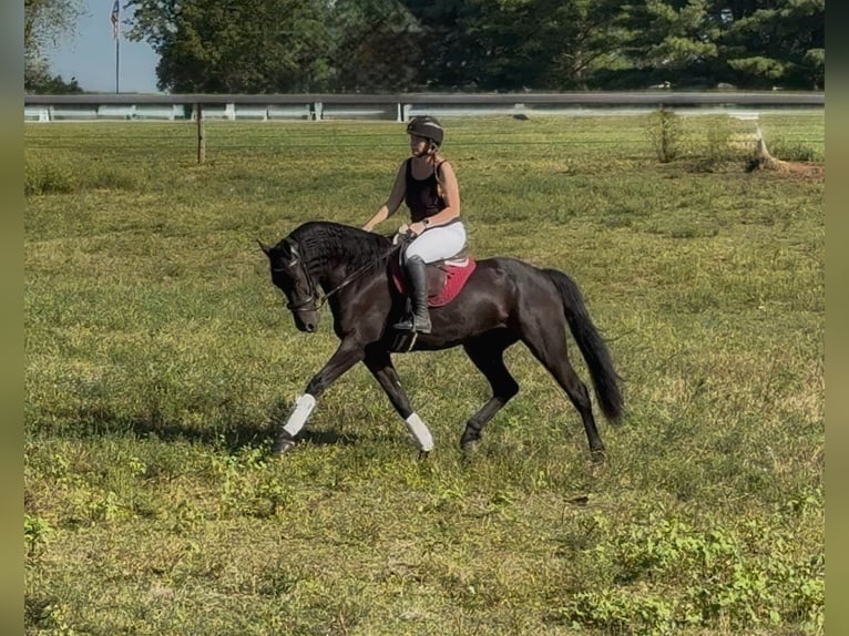 Frisones Caballo castrado 8 años 168 cm Negro in Allentown