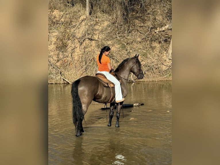Frisones Mestizo Caballo castrado 8 años 168 cm Negro in Guthrie