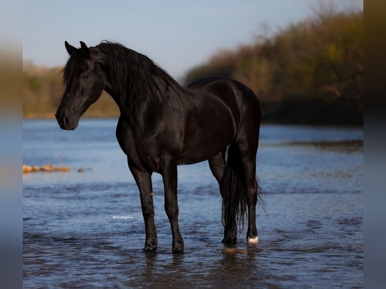 Frisones Mestizo Caballo castrado 8 años 170 cm Negro in Edmond