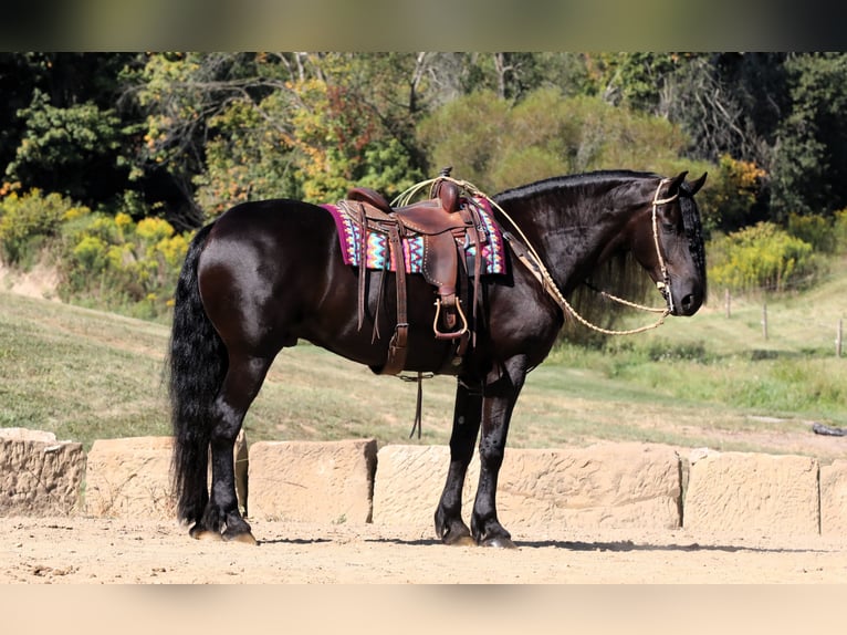 Frisones Mestizo Caballo castrado 8 años 170 cm Negro in Millersburg