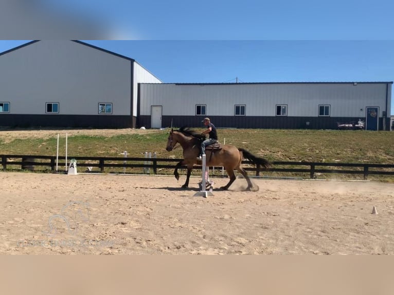 Frisones Caballo castrado 8 años 173 cm Buckskin/Bayo in Lawrenceburg, KY