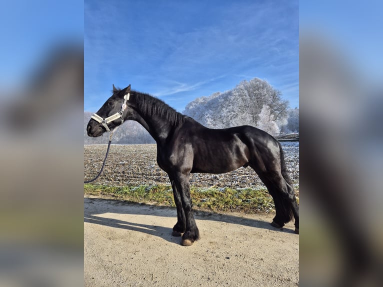 Frisones Caballo castrado 8 años 181 cm Negro in Töging