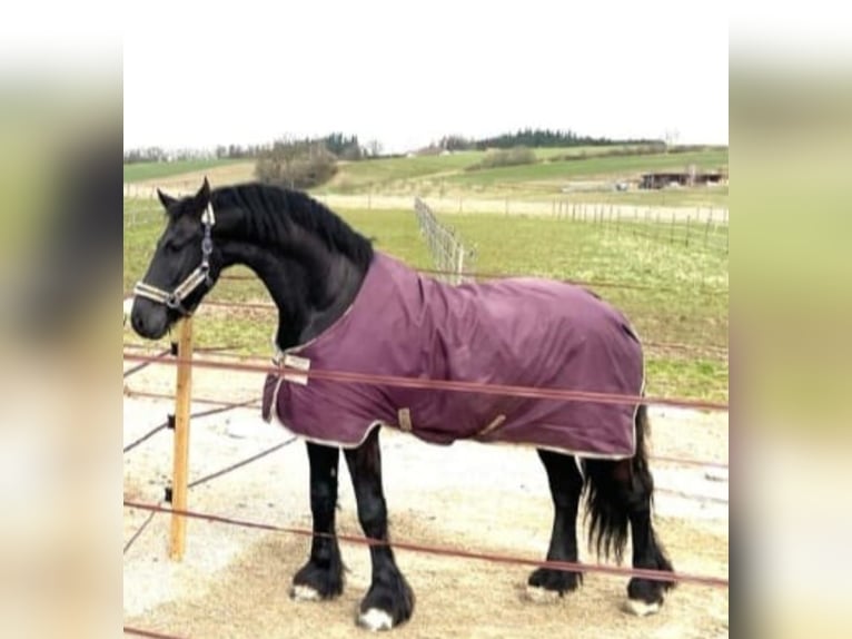 Frisones Caballo castrado 8 años 181 cm Negro in Töging