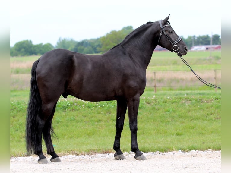 Frisones Mestizo Caballo castrado 8 años Negro in Syracuse