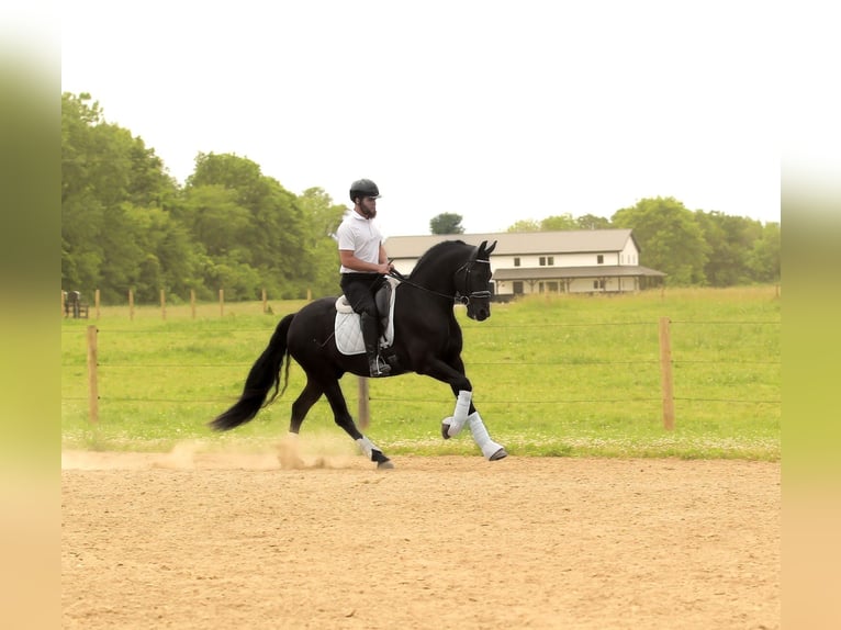 Frisones Mestizo Caballo castrado 8 años Negro in Syracuse