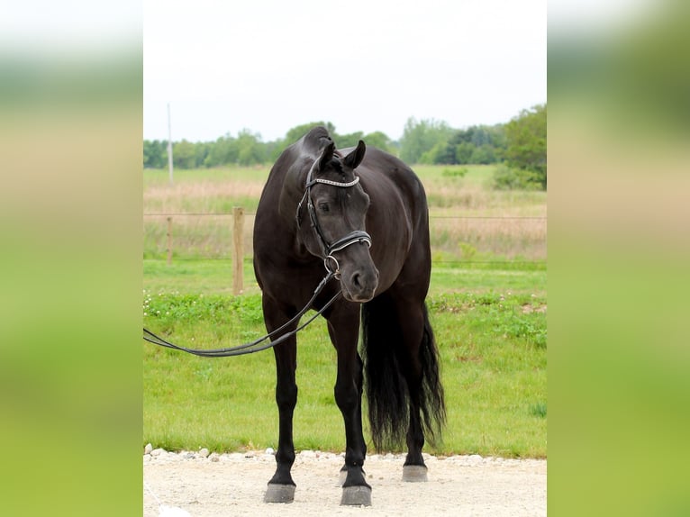 Frisones Mestizo Caballo castrado 8 años Negro in Syracuse