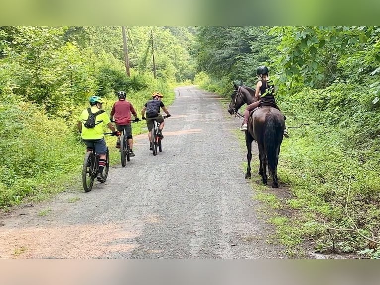 Frisones Mestizo Caballo castrado 8 años Negro in New Holland