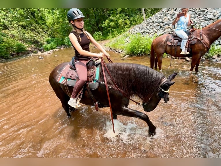 Frisones Mestizo Caballo castrado 8 años Negro in New Holland