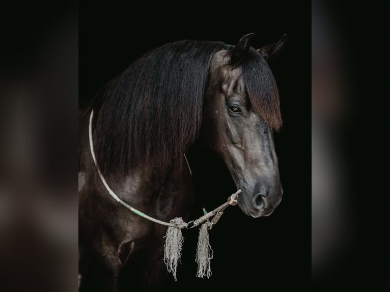 Frisones Mestizo Caballo castrado 8 años Negro in New Holland