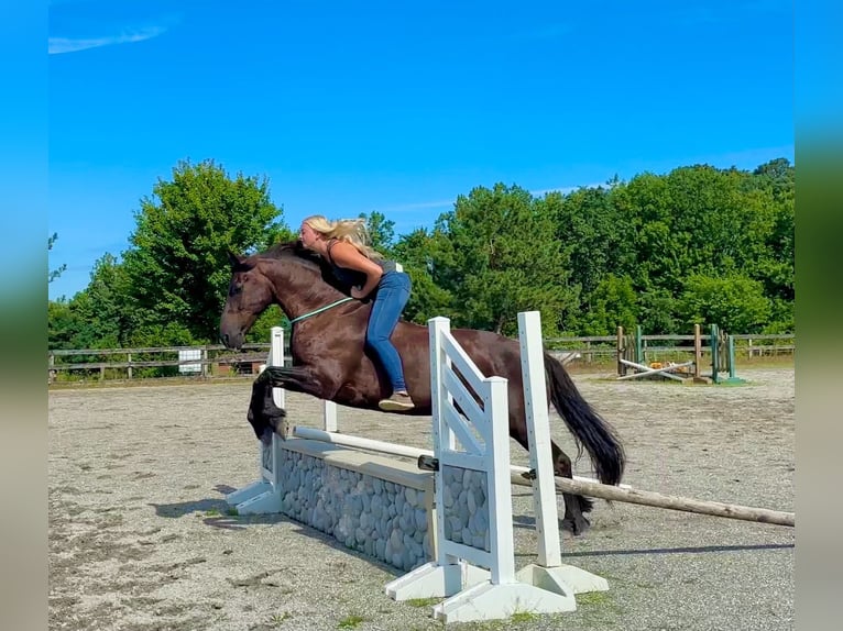 Frisones Mestizo Caballo castrado 8 años Negro in New Holland