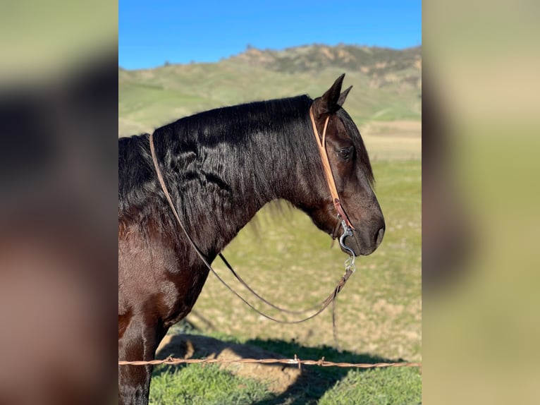 Frisones Caballo castrado 9 años 142 cm Negro in Bitterwater, CA
